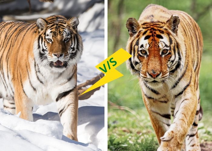 SIBERIAN TIGER VS BENGAL TIGER - Siberian Tiger VS Bengal Tiger Who Would  Win 